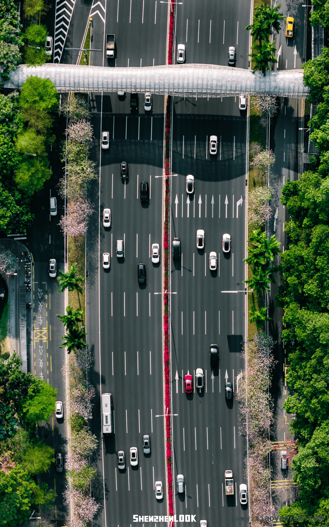 漫步深圳滨河大道，感受春日繁花与黄昏之美 深圳滨河大道：春日花路与黄昏画卷的交织