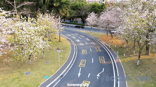 漫步深圳滨河大道，感受春日繁花与黄昏之美 深圳滨河大道：春日花路与黄昏画卷的交织