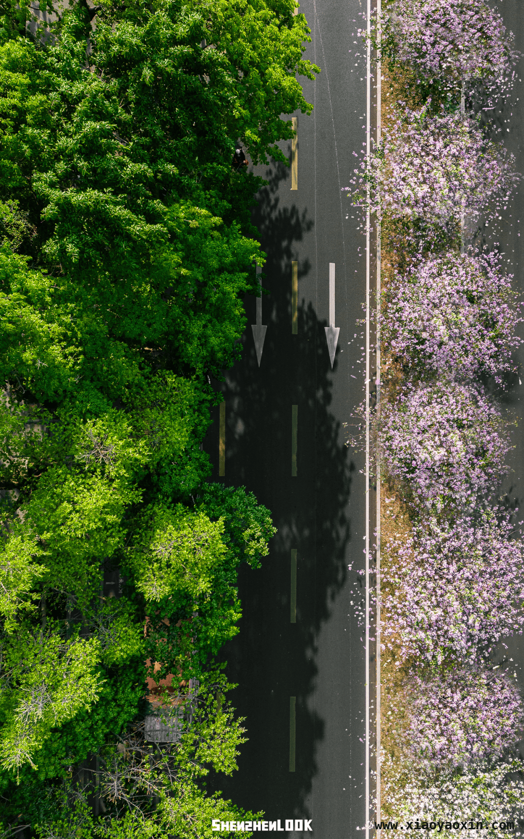 漫步深圳滨河大道，感受春日繁花与黄昏之美 深圳滨河大道：春日花路与黄昏画卷的交织