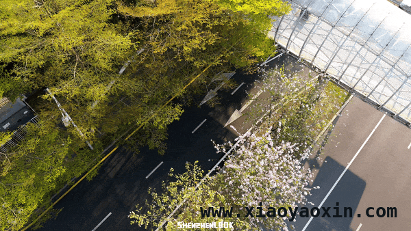 漫步深圳滨河大道，感受春日繁花与黄昏之美 深圳滨河大道：春日花路与黄昏画卷的交织