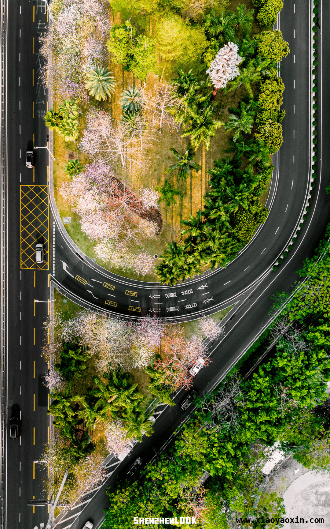 漫步深圳滨河大道，感受春日繁花与黄昏之美 深圳滨河大道：春日花路与黄昏画卷的交织