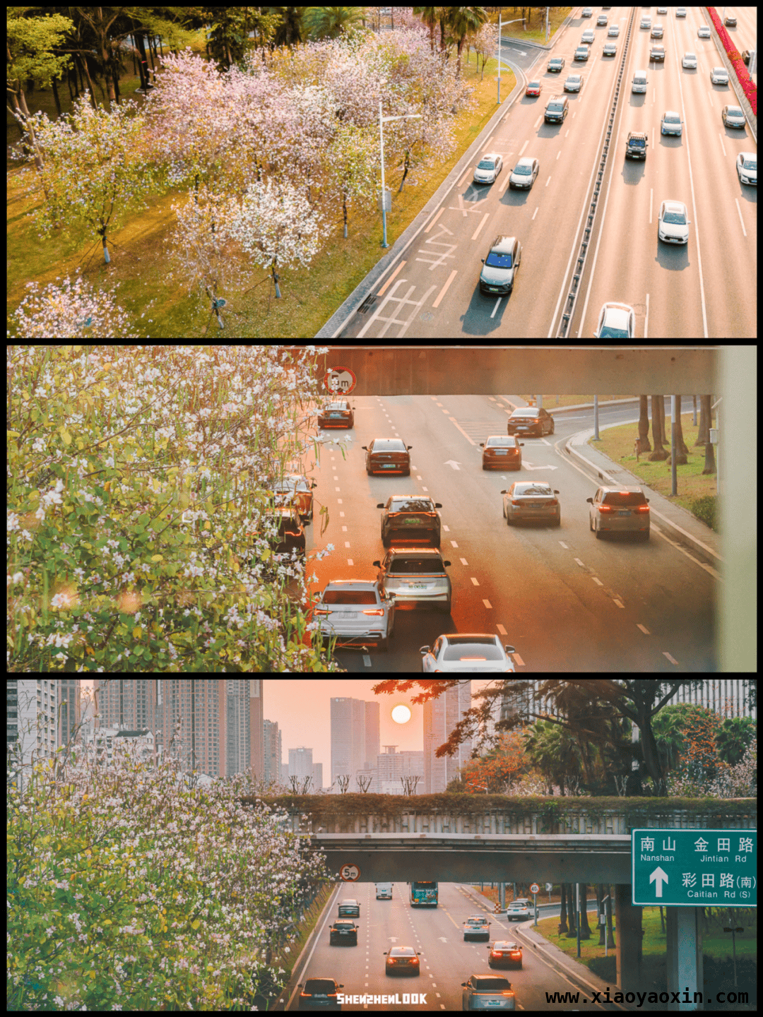 漫步深圳滨河大道，感受春日繁花与黄昏之美 深圳滨河大道：春日花路与黄昏画卷的交织