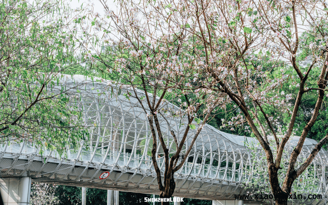 漫步深圳滨河大道，感受春日繁花与黄昏之美 深圳滨河大道：春日花路与黄昏画卷的交织