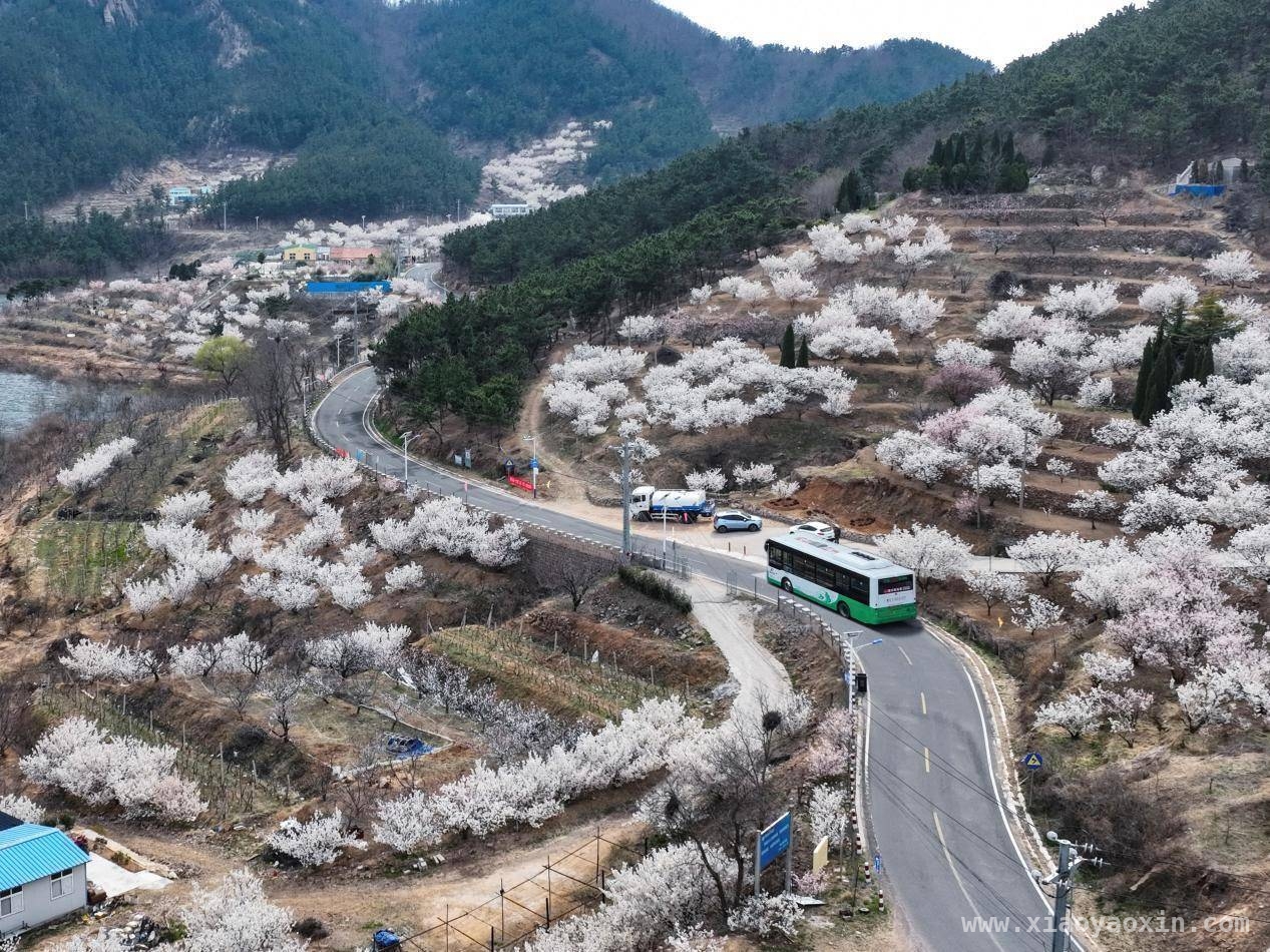 921路主题巴士：带你穿梭城阳樱桃花海，春日出行新选择！921路“樱桃花海”巴士上线