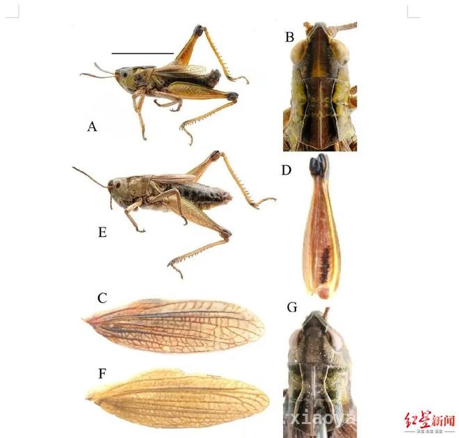 川西高寒草甸惊现新物种：甘孜蛛蝗