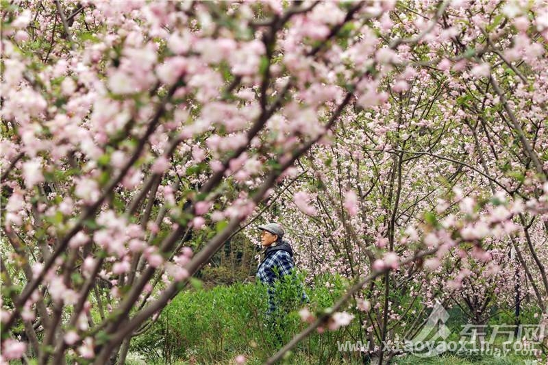 第九届黄兴公园海棠文化节来袭，多样活动精彩纷呈，相约黄兴公园，共赴第九届海棠文化节盛宴
