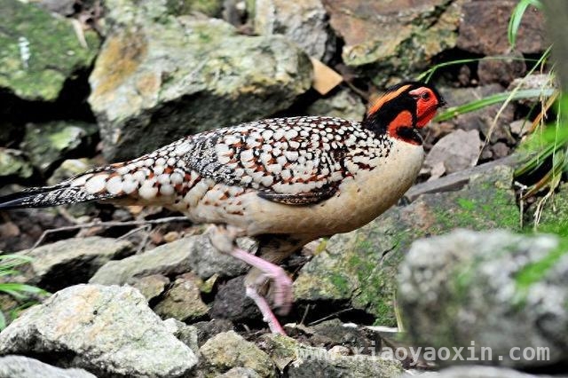 黄腹角雉二度现身福州，生物多样性再添惊喜！，福州山间惊现“鸟中大熊猫”，生态秘密渐揭开！