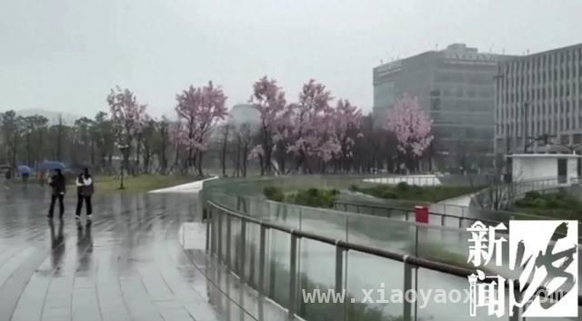 被上海滴水湖“假樱花”骗到？真相原来是这样