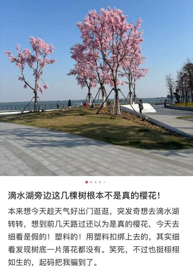 被上海滴水湖“假樱花”骗到？真相原来是这样