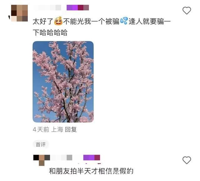 被上海滴水湖“假樱花”骗到？真相原来是这样