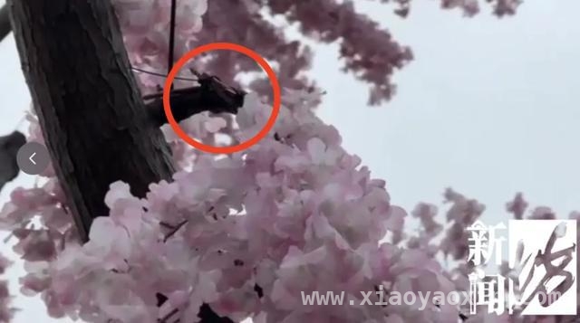 被上海滴水湖“假樱花”骗到？真相原来是这样