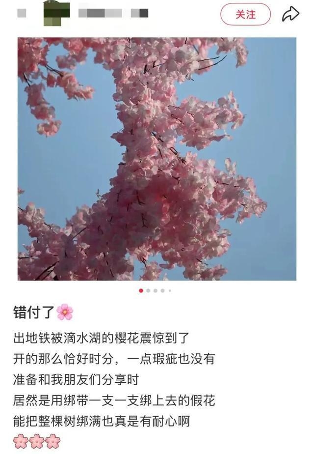 被上海滴水湖“假樱花”骗到？真相原来是这样