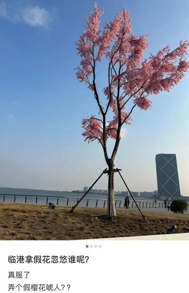 被上海滴水湖“假樱花”骗到？真相原来是这样