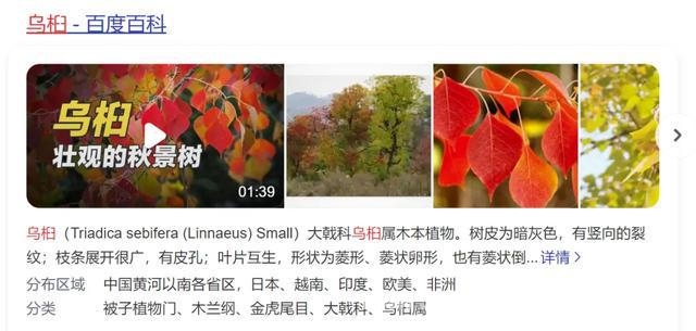 被上海滴水湖“假樱花”骗到？真相原来是这样