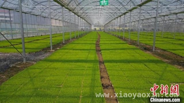 祁阳早稻春耕：新技术新设备推动农业迈向新高度