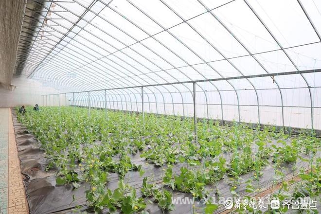 寿光新农人曹子榆：科技赋能农业，开启乡村振兴新篇，从传媒学子到新农代表：曹子榆的农业逆袭之路