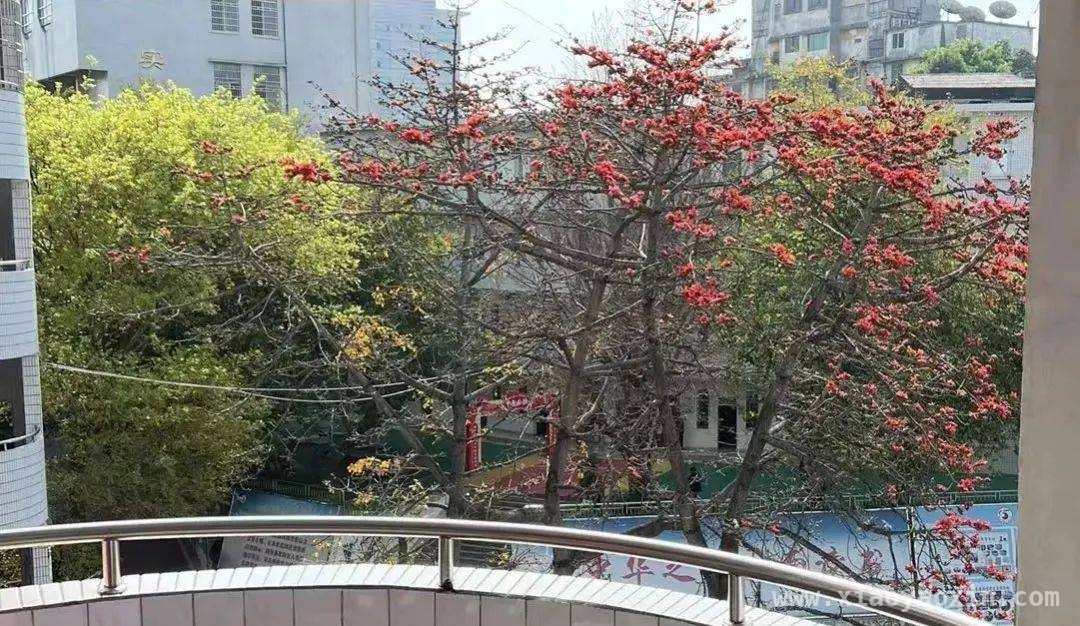 三月韶城木棉俏，食用学问知多少，小心！路边木棉花“暗藏风险”