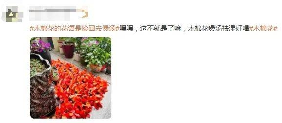 三月韶城木棉俏，食用学问知多少，小心！路边木棉花“暗藏风险”