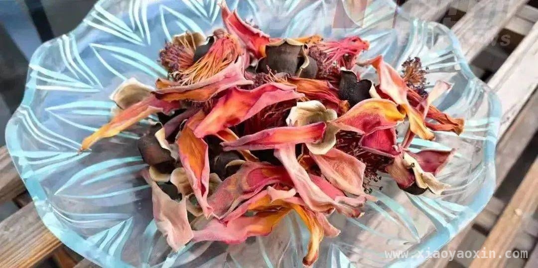 三月韶城木棉俏，食用学问知多少，小心！路边木棉花“暗藏风险”