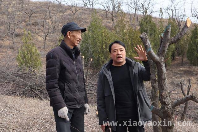 惊蛰杏林美如画，支书引领村庄焕新颜