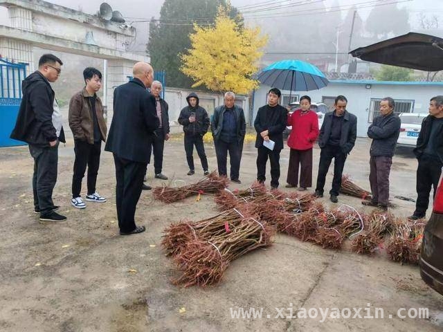 惊蛰杏林美如画，支书引领村庄焕新颜