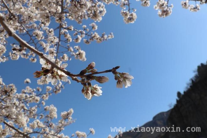 齐山第十三届樱花节：邂逅春日浪漫盛宴