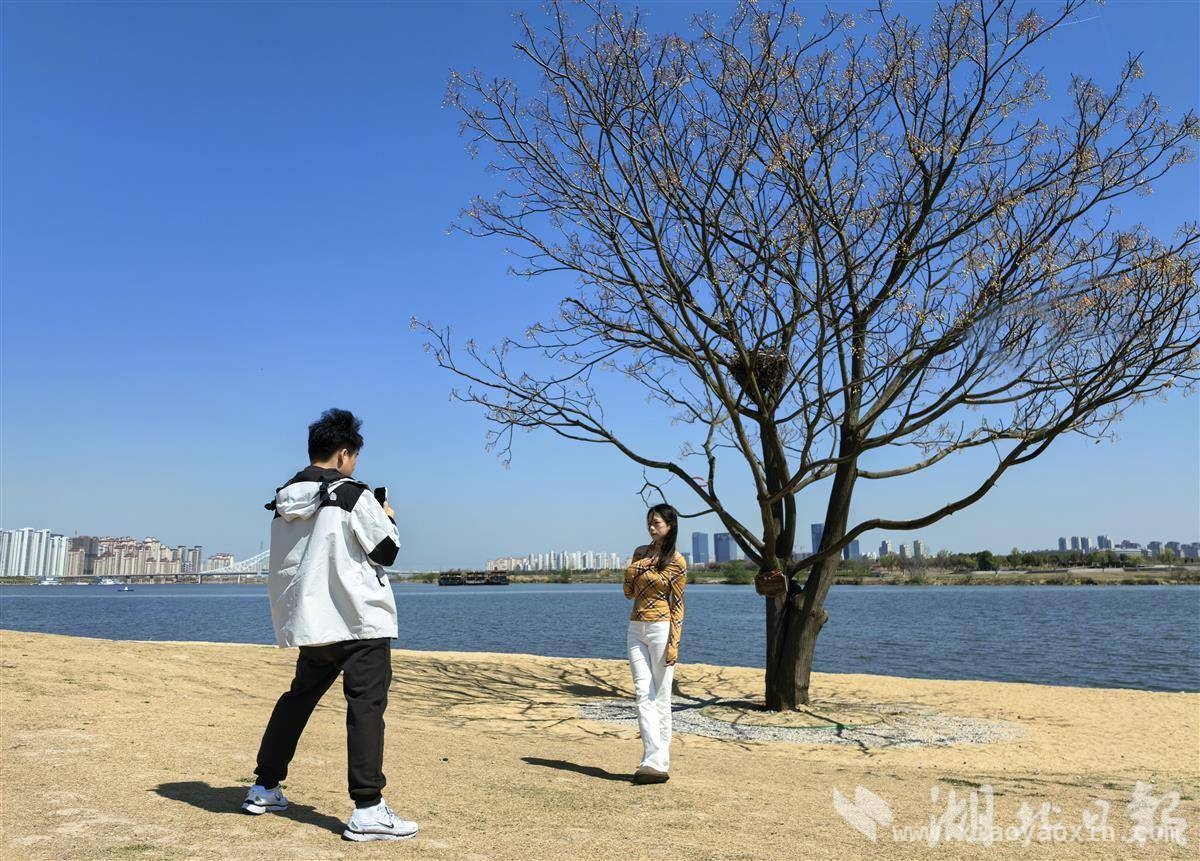 “孤独的树”不孤独：城市建设与自然和谐共鸣