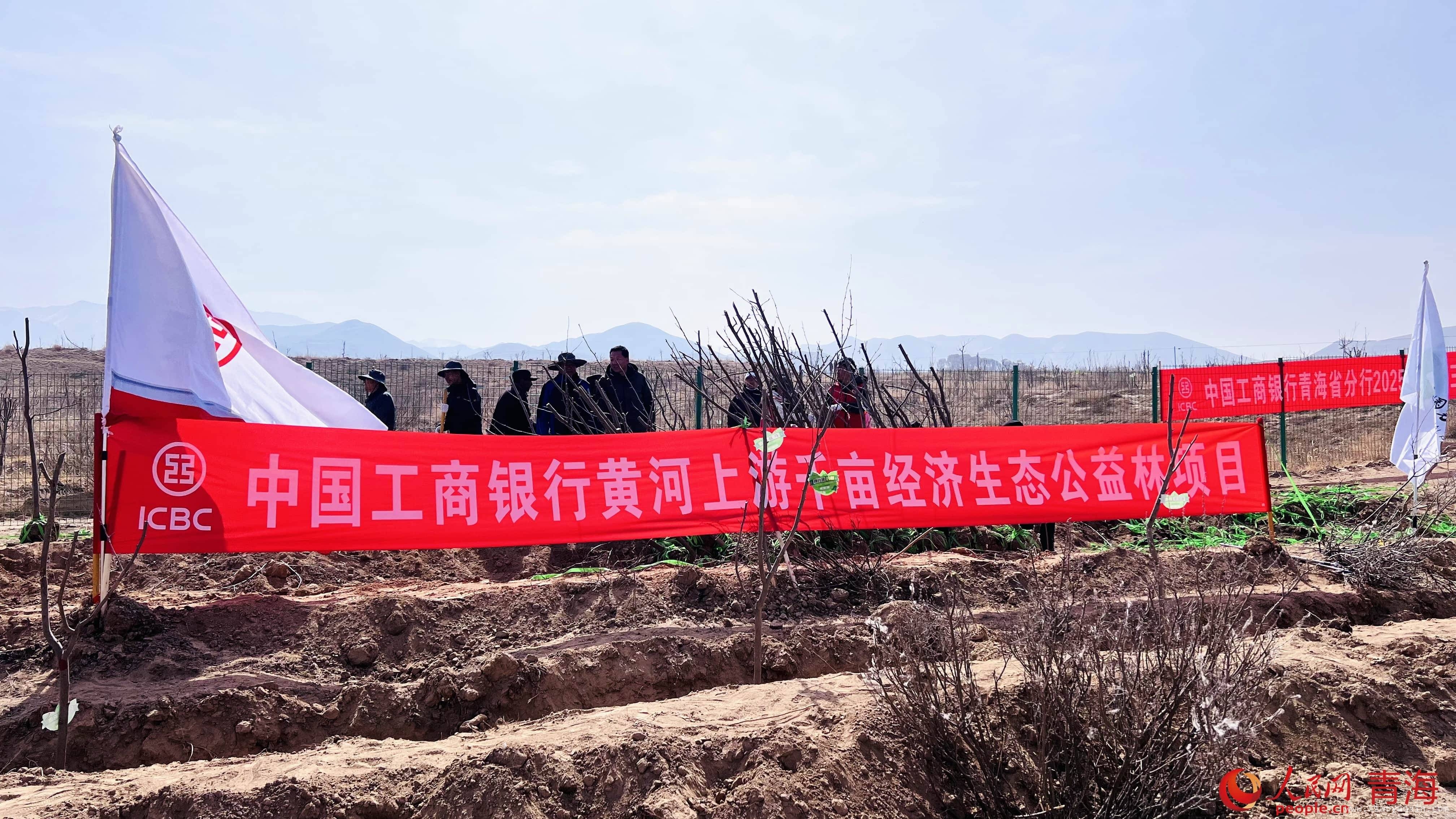 3月贵德：千余人挥锹植树，守护黄河上游生态家园，“金融+生态”模式绽放，贵德义务植树开启生态治理新篇