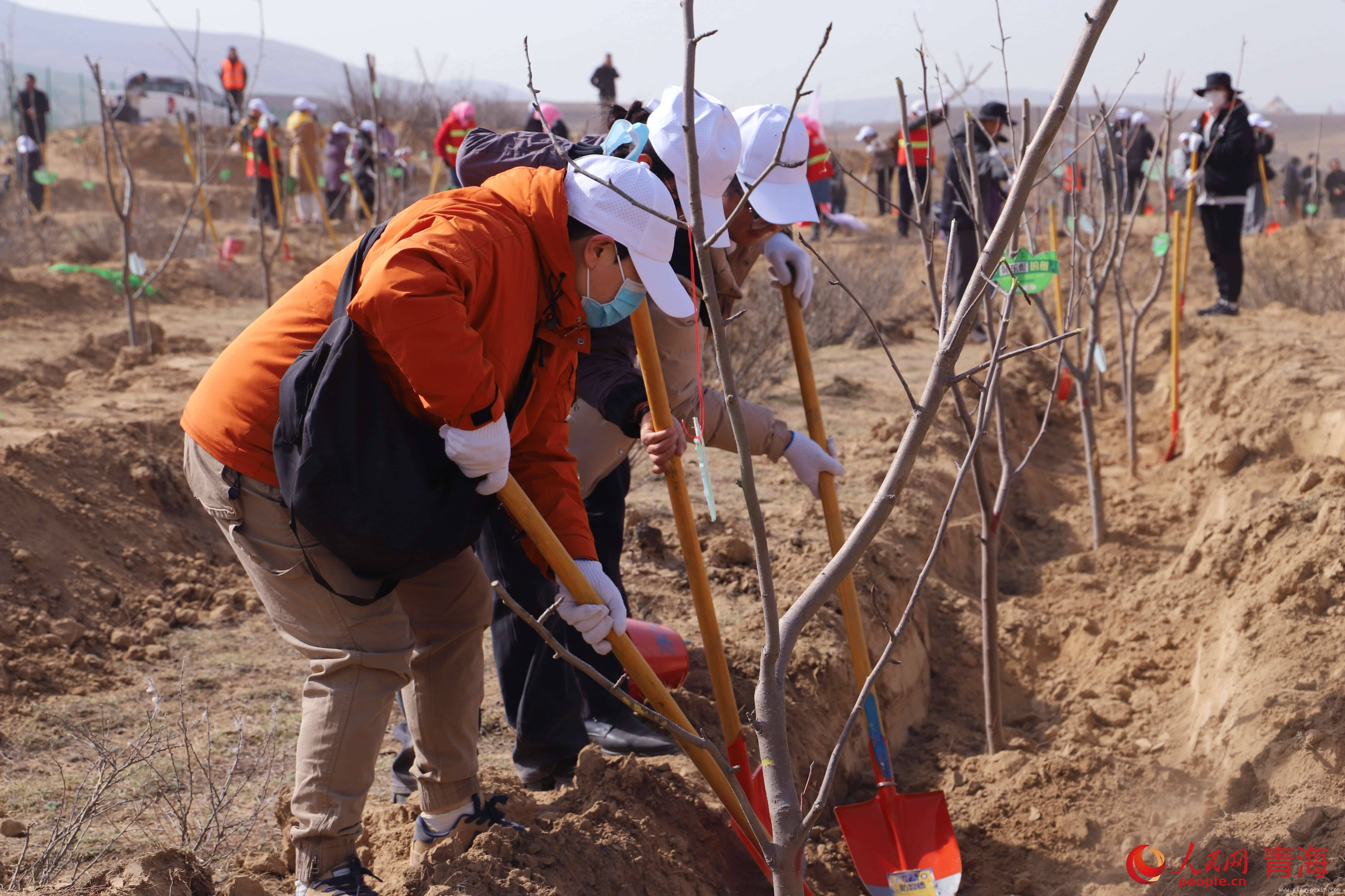 3月贵德：千余人挥锹植树，守护黄河上游生态家园，“金融+生态”模式绽放，贵德义务植树开启生态治理新篇