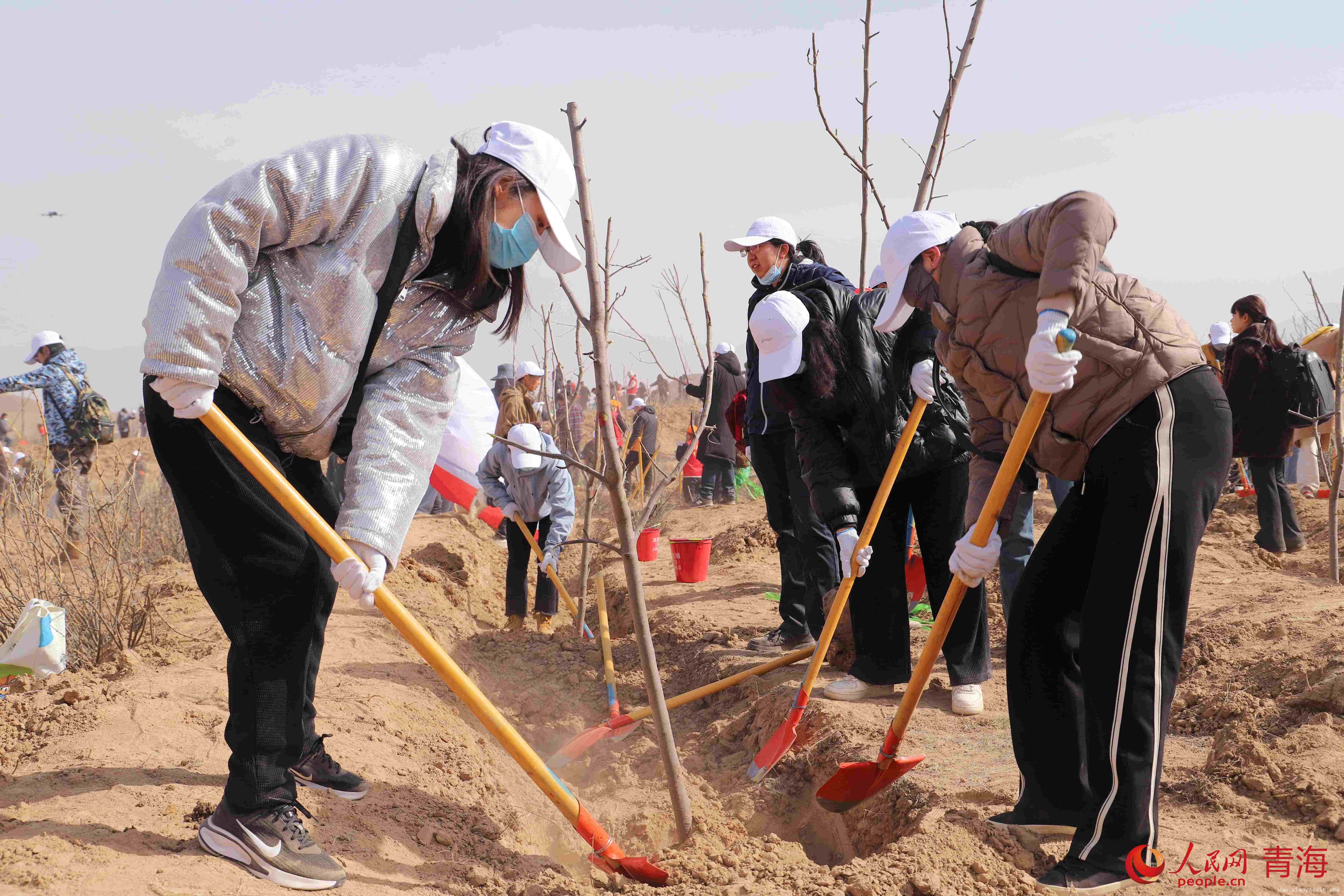 3月贵德：千余人挥锹植树，守护黄河上游生态家园，“金融+生态”模式绽放，贵德义务植树开启生态治理新篇