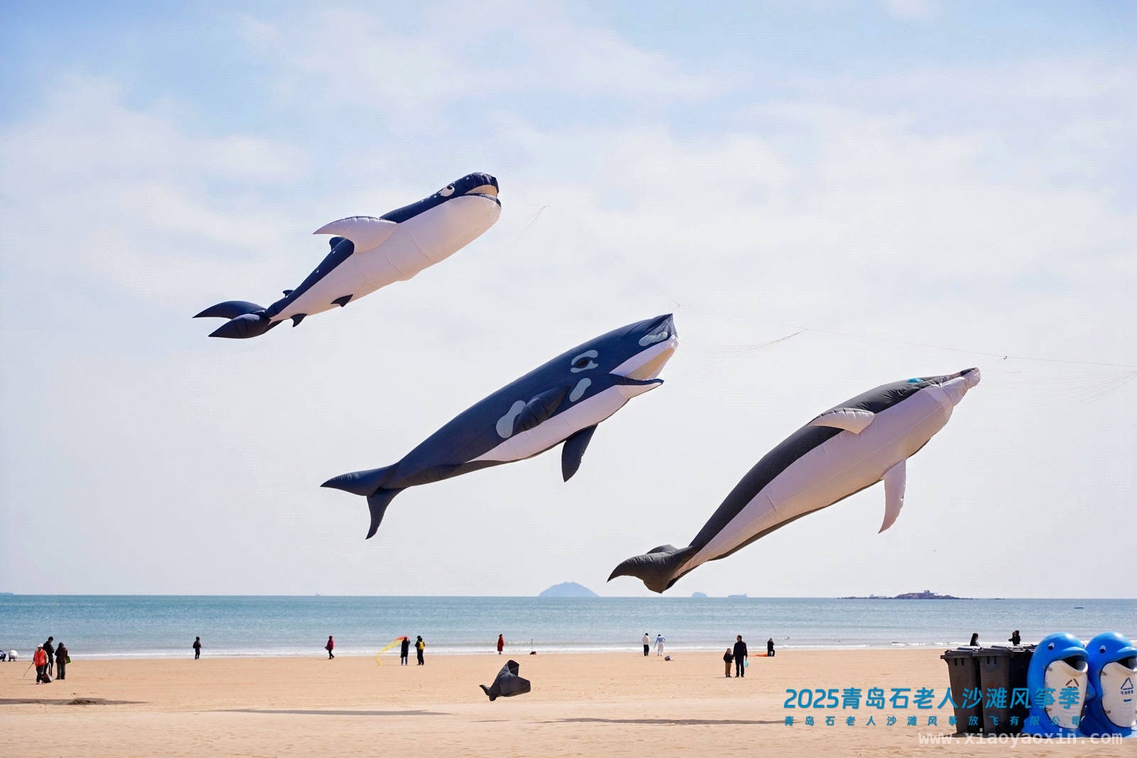 2025青岛石老人沙滩风筝季：一场天空与地面交织的文旅狂欢