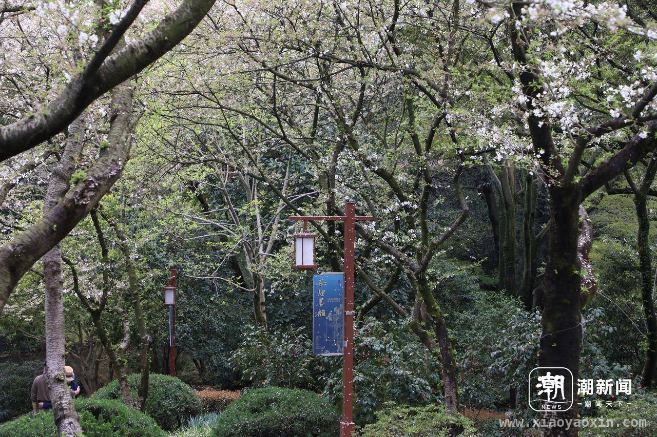 中茶博志愿者：跨越地域，守护西湖茶香，跨城志愿，让中国茶文化在中茶博绽放光芒