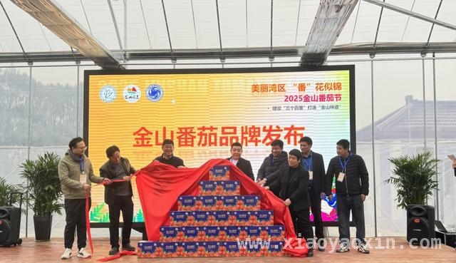 探秘2025金山番茄节，解锁番茄产业发展密码，2025金山番茄节：从田间到餐桌的农业盛宴