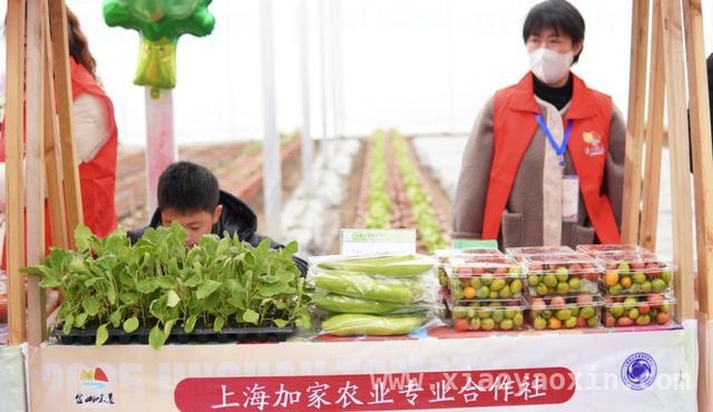 探秘2025金山番茄节，解锁番茄产业发展密码，2025金山番茄节：从田间到餐桌的农业盛宴