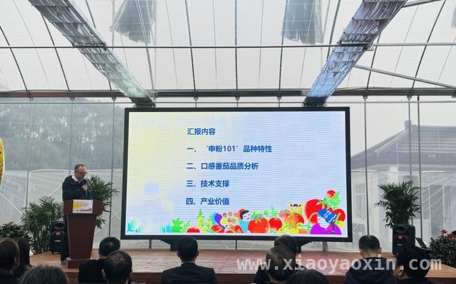 探秘2025金山番茄节，解锁番茄产业发展密码，2025金山番茄节：从田间到餐桌的农业盛宴