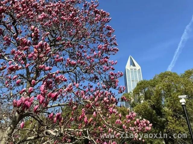 漫步人民广场，探寻紫玉兰的神秘魅力