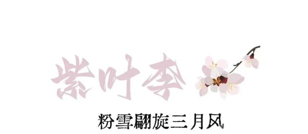 漫步河海，用镜头定格春日浪漫