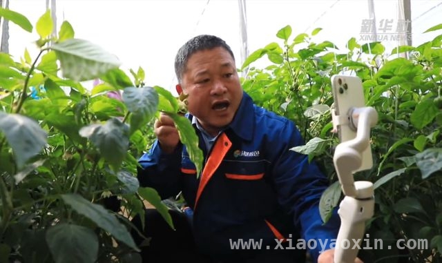 中央一号文件指引下，鲁豫春耕开启科技增收模式 科技助力春耕，鲁豫农业焕发无限生机
