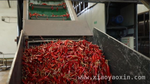 中央一号文件指引下，鲁豫春耕开启科技增收模式 科技助力春耕，鲁豫农业焕发无限生机
