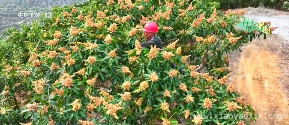 春耕正当时，看全国多地农业新进展 全国春耕画卷：从山东小麦到百色芒果的丰收期盼