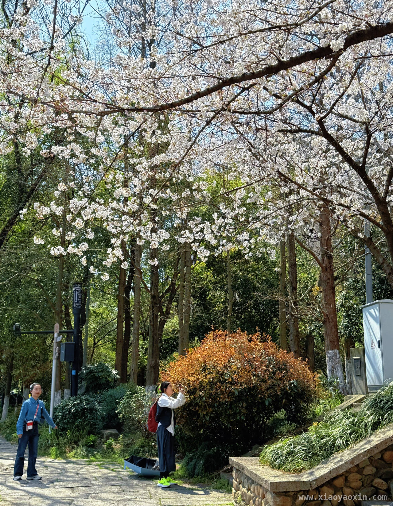 春日杭州：美景与历史的交融盛宴，春日踏访杭州，感受岁月静好