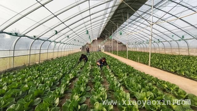 “四好农村路”铺就李王庄蔬菜致富通途