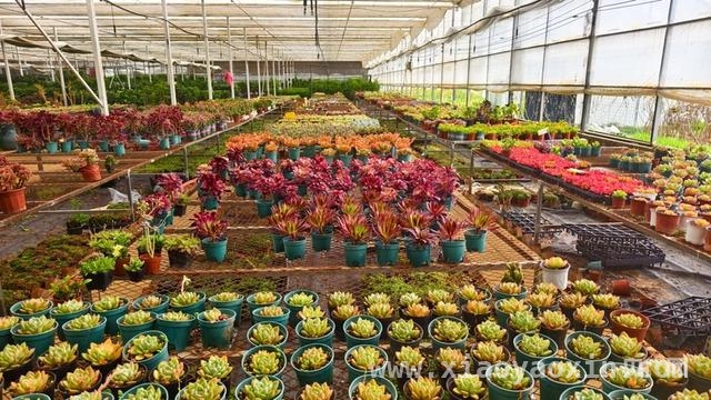 “四好农村路”铺就李王庄蔬菜致富通途