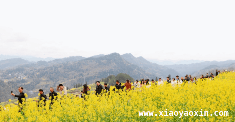 梯田花海节：一场集趣味、文化与产业于一体的春日狂欢