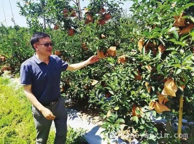 烟台“人才飞地”政策，孵化苹果产业科技奇迹 从论斤贱卖到按个抢购，烟台苹果的科技逆袭之路