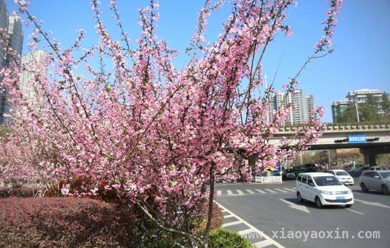 寻味十堰：从早餐到花海的春日之旅，春日十堰：美食与风景的完美邂逅