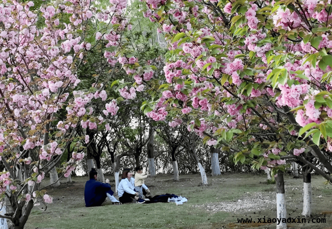 寻味十堰：从早餐到花海的春日之旅，春日十堰：美食与风景的完美邂逅