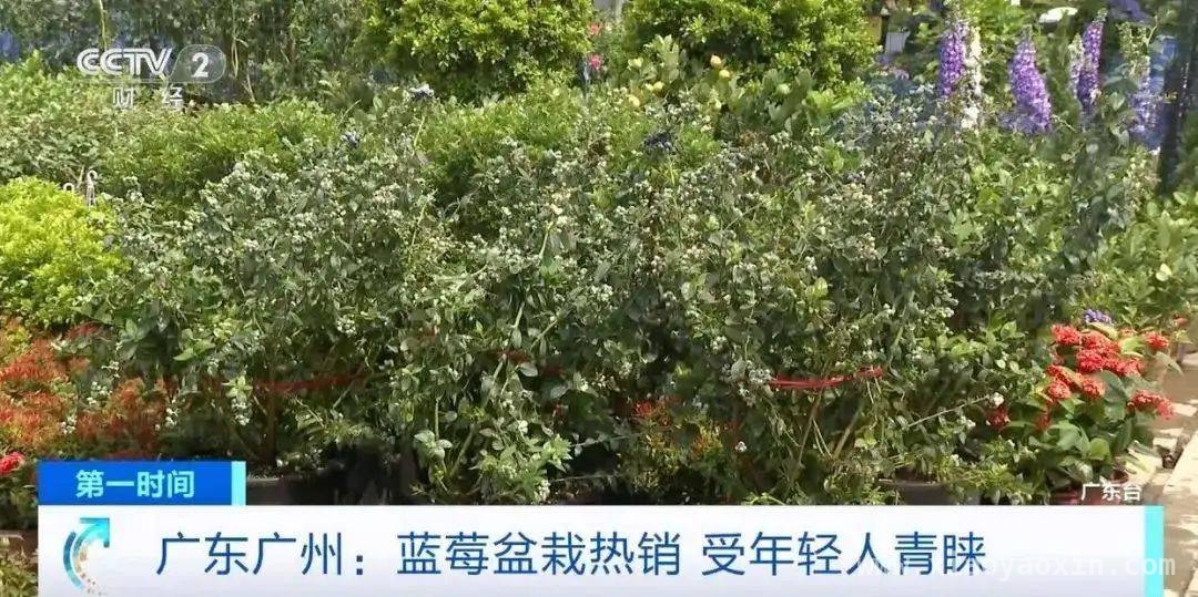 昔日“高价水果”纷纷亲民，蓝莓领衔降价潮！