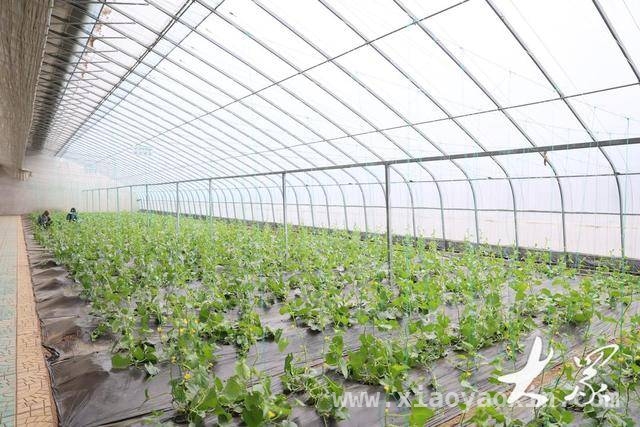快手助力，新农人让寿光农业焕发生机