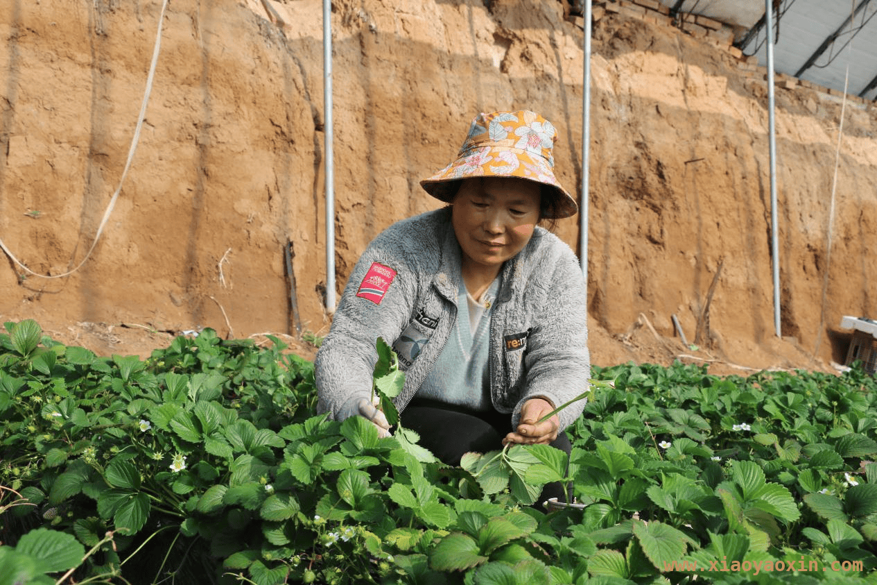 草莓基地夫妻档：用汗水浇灌幸福生活，20 年坚守有机草莓，刘艳彬助力乡村共富
